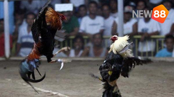 Đá Gà Cựa Dao Trực Tiếp – Đá Gà Mỹ Philippines – NEW88 3 Đá Gà Cựa Dao Trực Tiếp – Đá Gà Mỹ Philippines – NEW88
